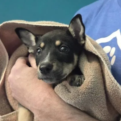 A baby small-sized female Mixed Breed dog named Trixie for adoption in Voorhees, NJ