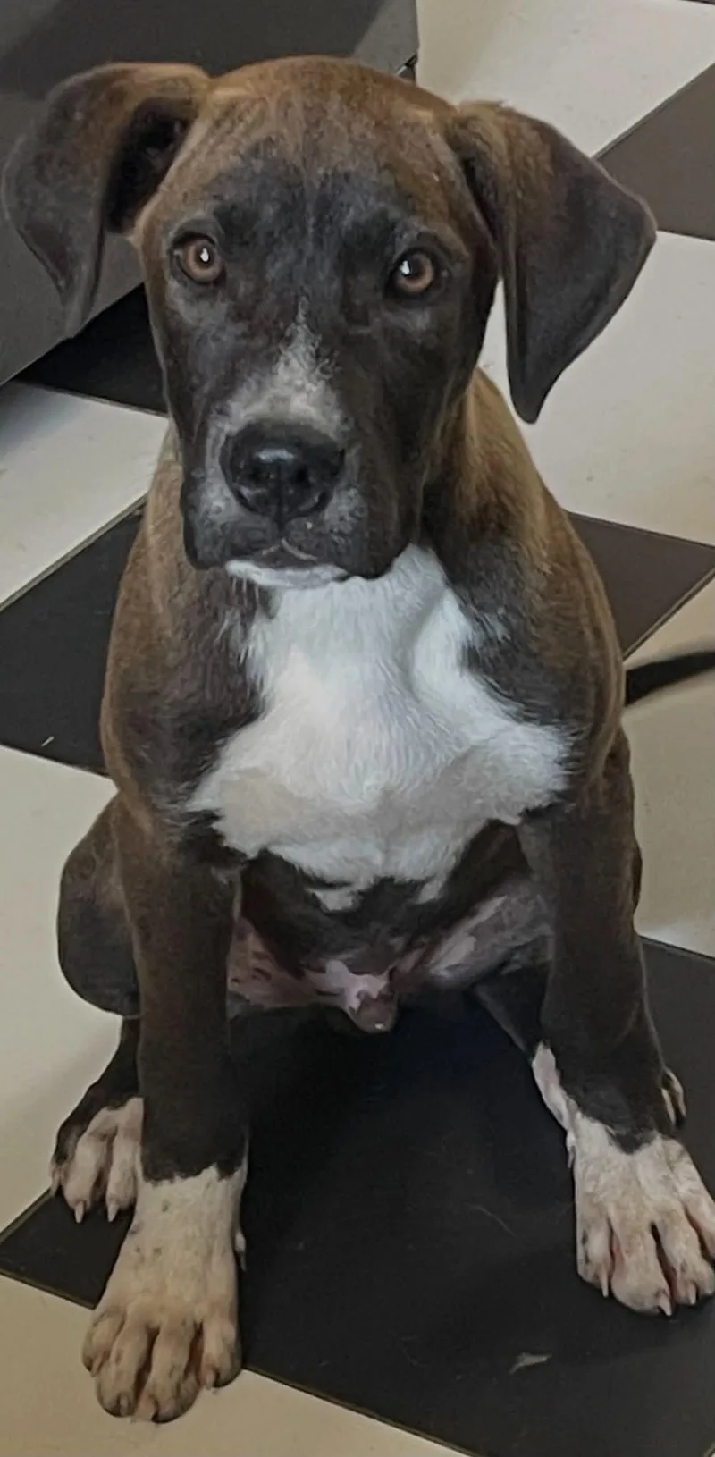 A young medium-sized male Mixed Breed dog named Charlie for adoption in Fenton, MO
