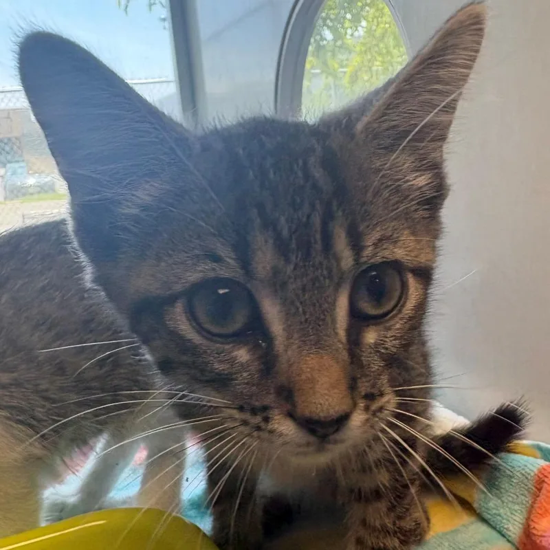 A baby small-sized male Brown / Chocolate Domestic Short Hair cat named Nike for adoption in East Hanover, NJ