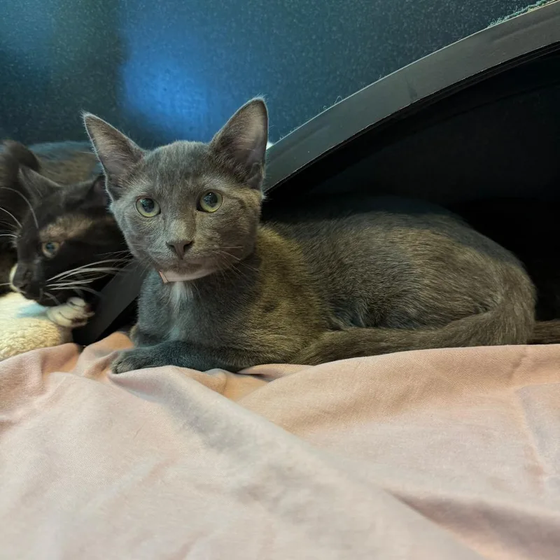 A baby small-sized male Gray / Blue / Silver Domestic Short Hair cat named Messi for adoption in Hawthorne, CA
