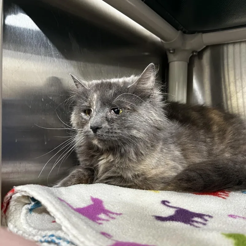 An adult medium-sized female Gray / Blue / Silver Domestic Long Hair cat named Posey for adoption in Harrisville, WV