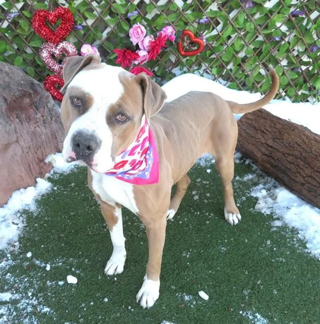 An adult extra large-sized male Pit Bull Terrier dog named Oliver for adoption in Oklahoma City, OK