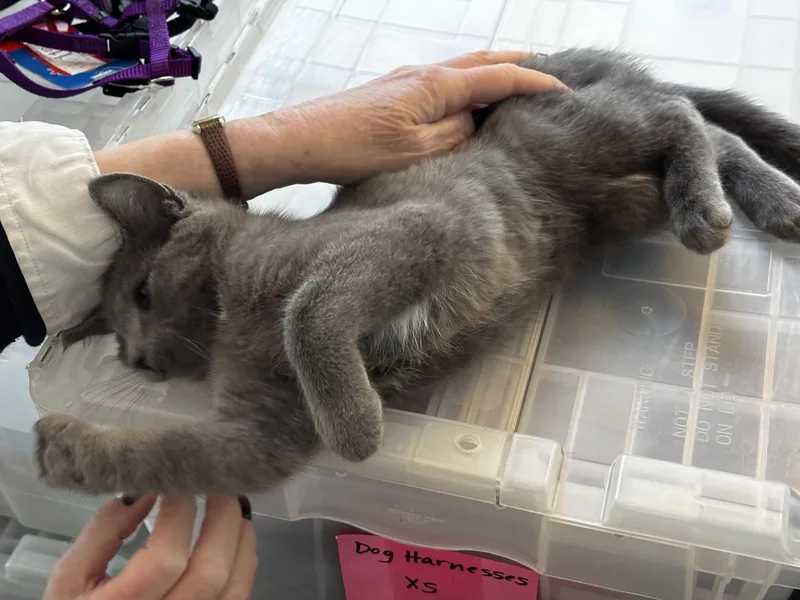 A baby small-sized female Gray / Blue / Silver Domestic Short Hair cat named Erin for adoption in Ashland, VA