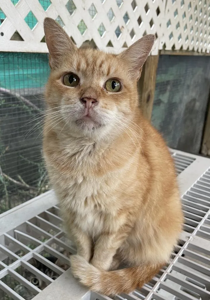 A senior small-sized female Domestic Short Hair cat named Junipurr for adoption in Berlin, MD