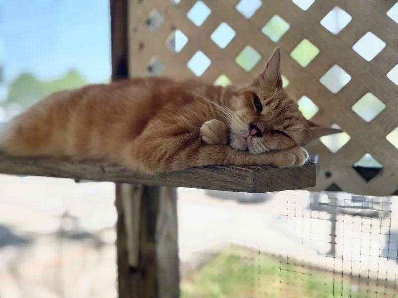 Junipurr thumbnail 2