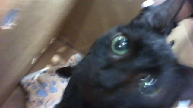 A young medium-sized female Domestic Short Hair cat named Nala for adoption in Charlotte, NC