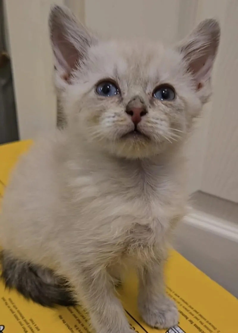 A baby small-sized female Domestic Short Hair cat named Hope for adoption in Las Vegas, NV