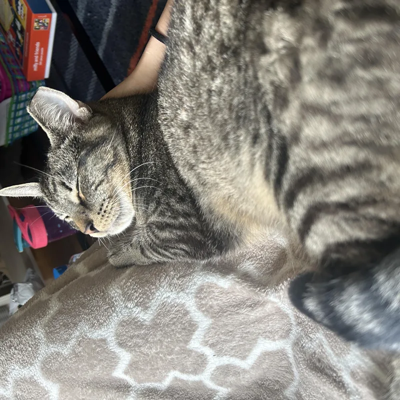 Fiddle And Floof thumbnail 2