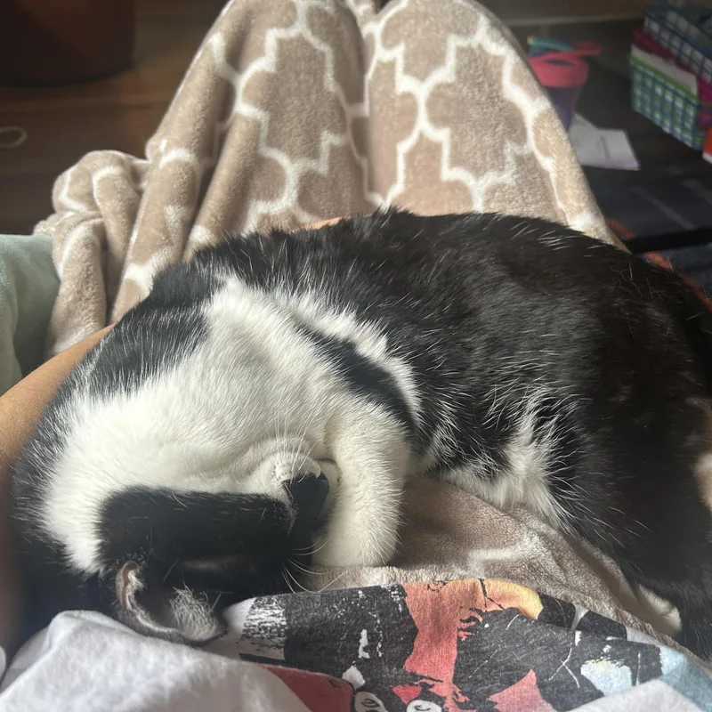 Fiddle And Floof thumbnail 3