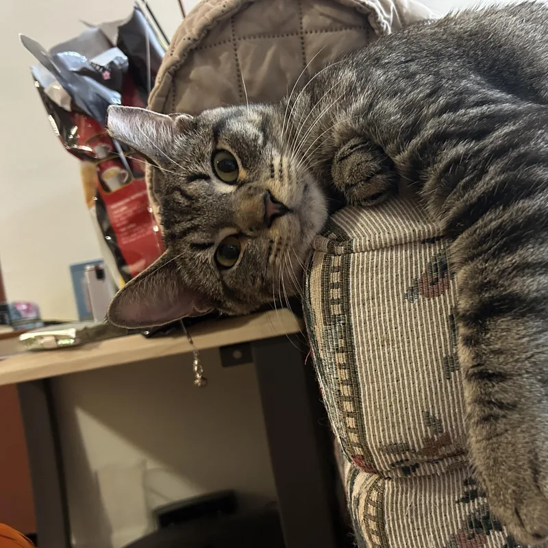 Fiddle And Floof thumbnail 4