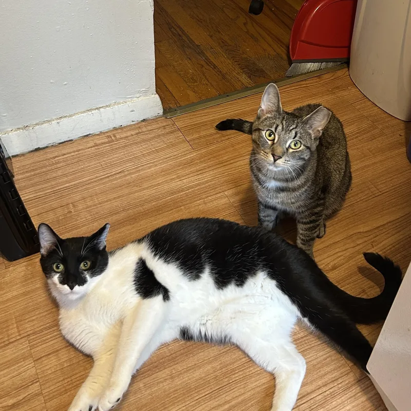 Fiddle And Floof thumbnail 5