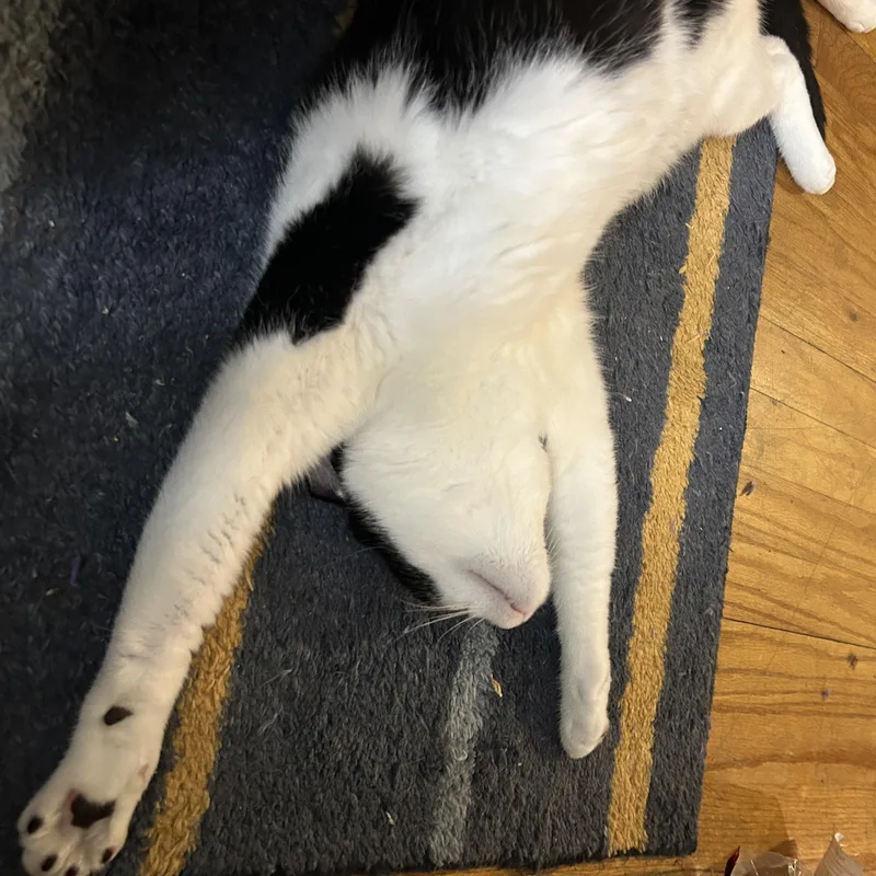 Fiddle And Floof thumbnail 6