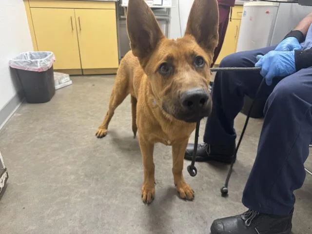 A young large-sized male German Shepherd Dog dog named Bronco for adoption in Los Angeles, CA