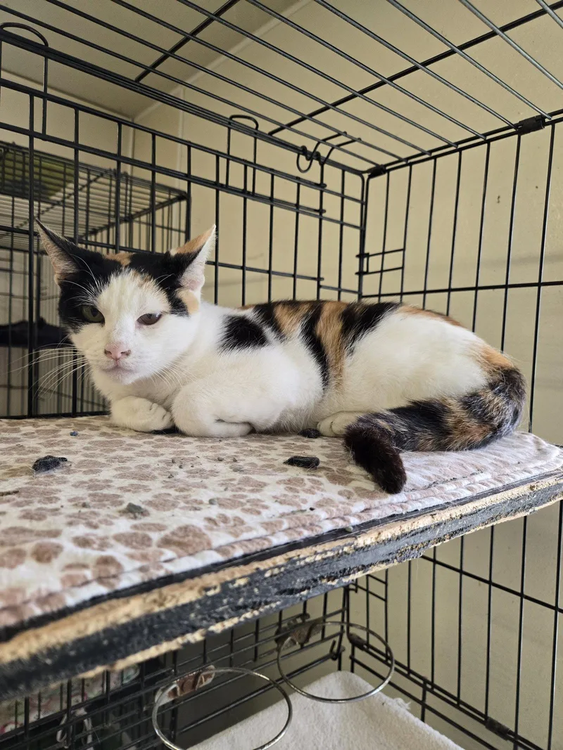 An adult small-sized female Calico cat named Mable for adoption in Maquoketa, IA