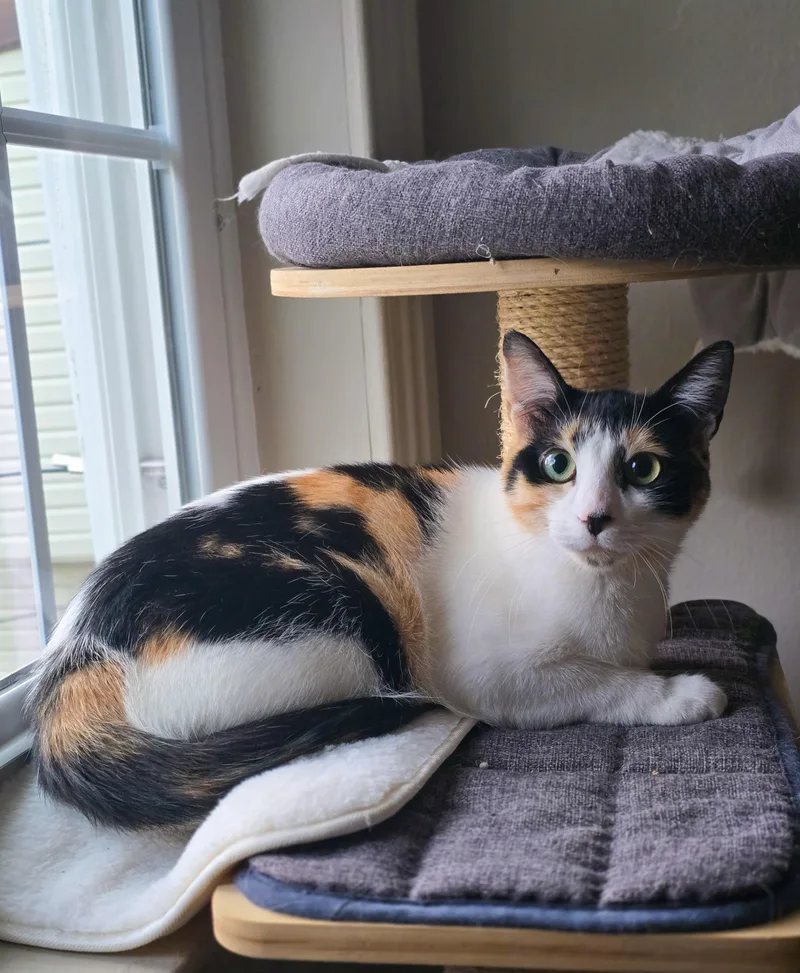 A young medium-sized female Calico cat named Aster for adoption in Mullica Hill, NJ