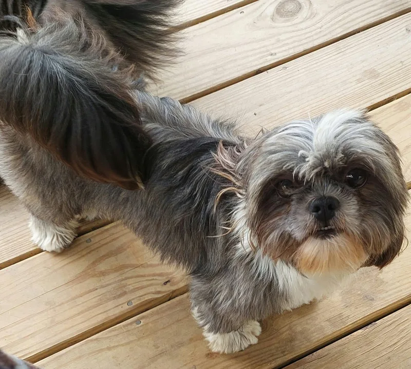 An adult small-sized female Shih Tzu dog named Missy for adoption in Conesus, NY
