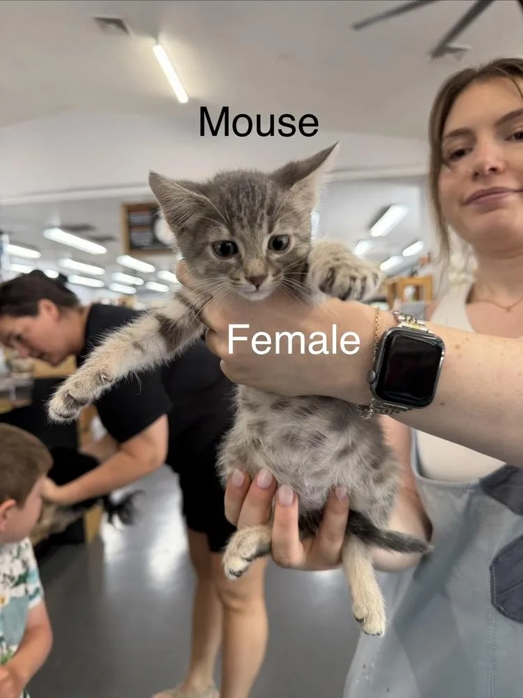 A baby small-sized female Gray & White Domestic Short Hair cat named Mouse for adoption in Lafayette, CO