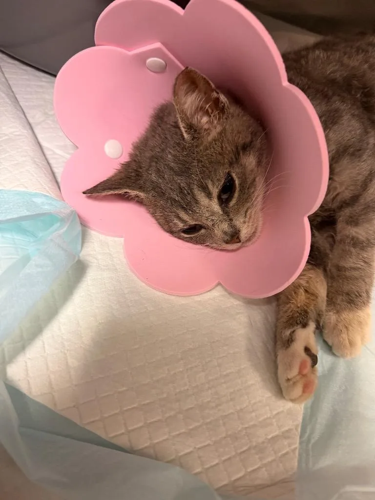 A baby medium-sized female Domestic Short Hair cat named Piper for adoption in Wintersville, OH