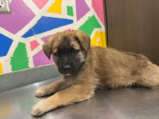 A baby small-sized male German Shepherd Dog dog named Jasper for adoption in Baytown, TX