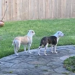 Bonnie And Clive thumbnail 2