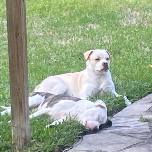 Bonnie And Clive thumbnail 3