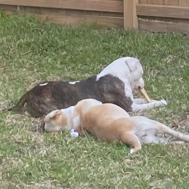 Bonnie And Clive thumbnail 4