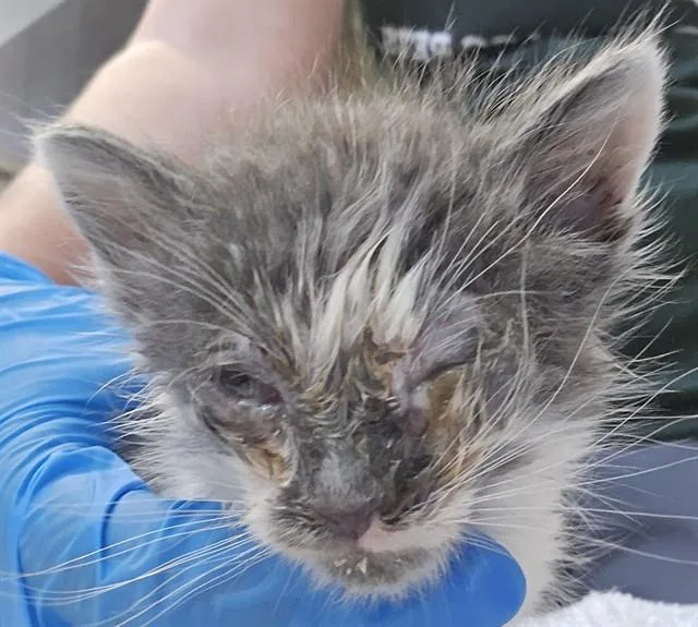 A baby small-sized male Domestic Medium Hair cat named A for adoption in Tucson, AZ