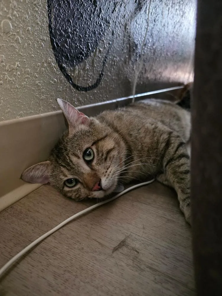 An adult large-sized male Tabby (Brown / Chocolate) Domestic Short Hair cat named Jerry for adoption in tucson, AZ