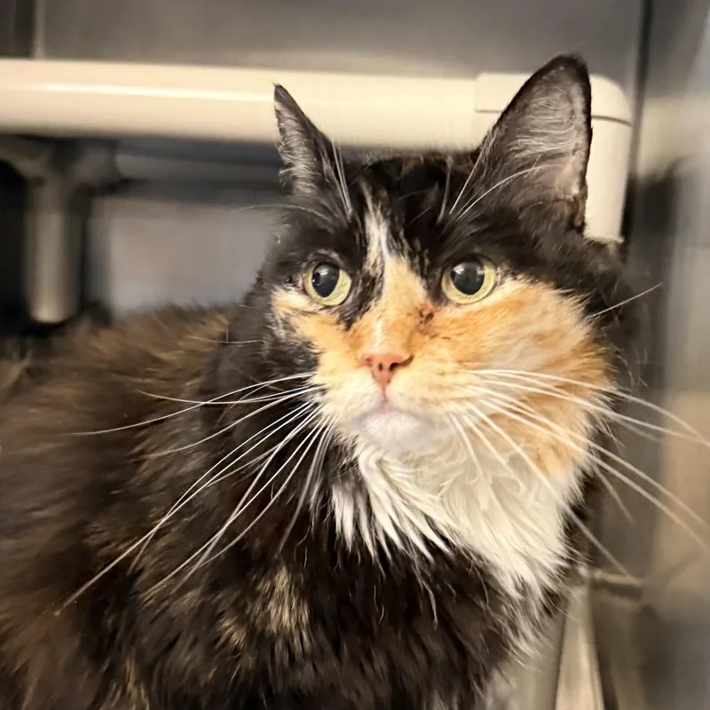 A senior large-sized female Tortoiseshell Domestic Long Hair cat named Yamca for adoption in Palm Springs, CA