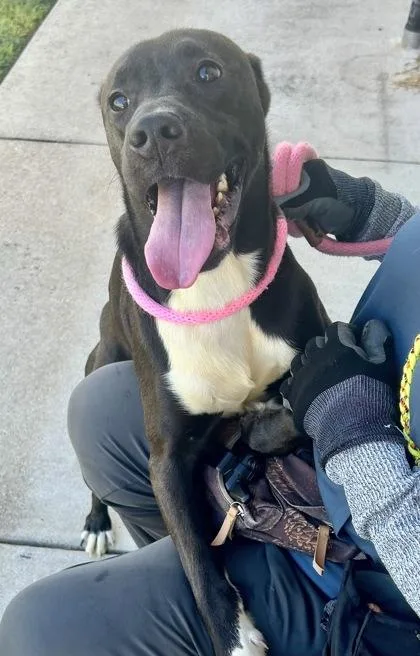 An adult medium-sized male Black Mixed Breed dog named Smoothie for adoption in Georgetown, TX