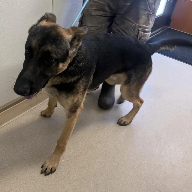 A young large-sized male German Shepherd Dog dog named Steven for adoption in Fort Bragg, CA