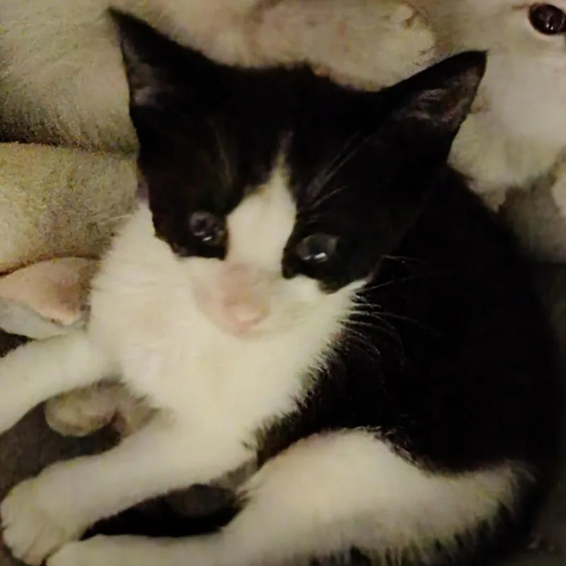 A baby small-sized female White Domestic Short Hair cat named Snocap for adoption in Titusville, FL