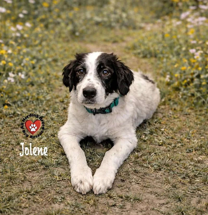 A baby large-sized female Black Great Pyrenees dog named Jolene for adoption in Joliet, IL
