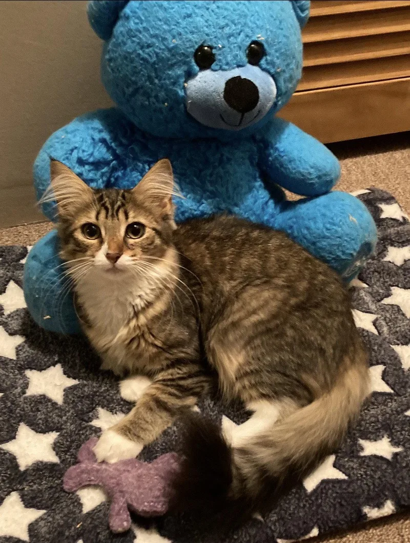 A baby medium-sized female Domestic Medium Hair cat named Gold for adoption in Cuyahoga Falls, OH