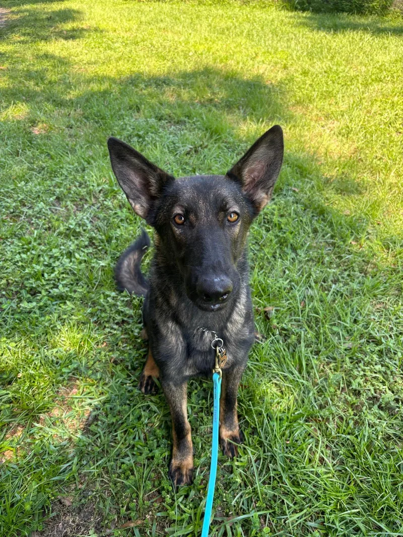 A young medium-sized female Sable German Shepherd Dog dog named Peaches for adoption in Williston, FL