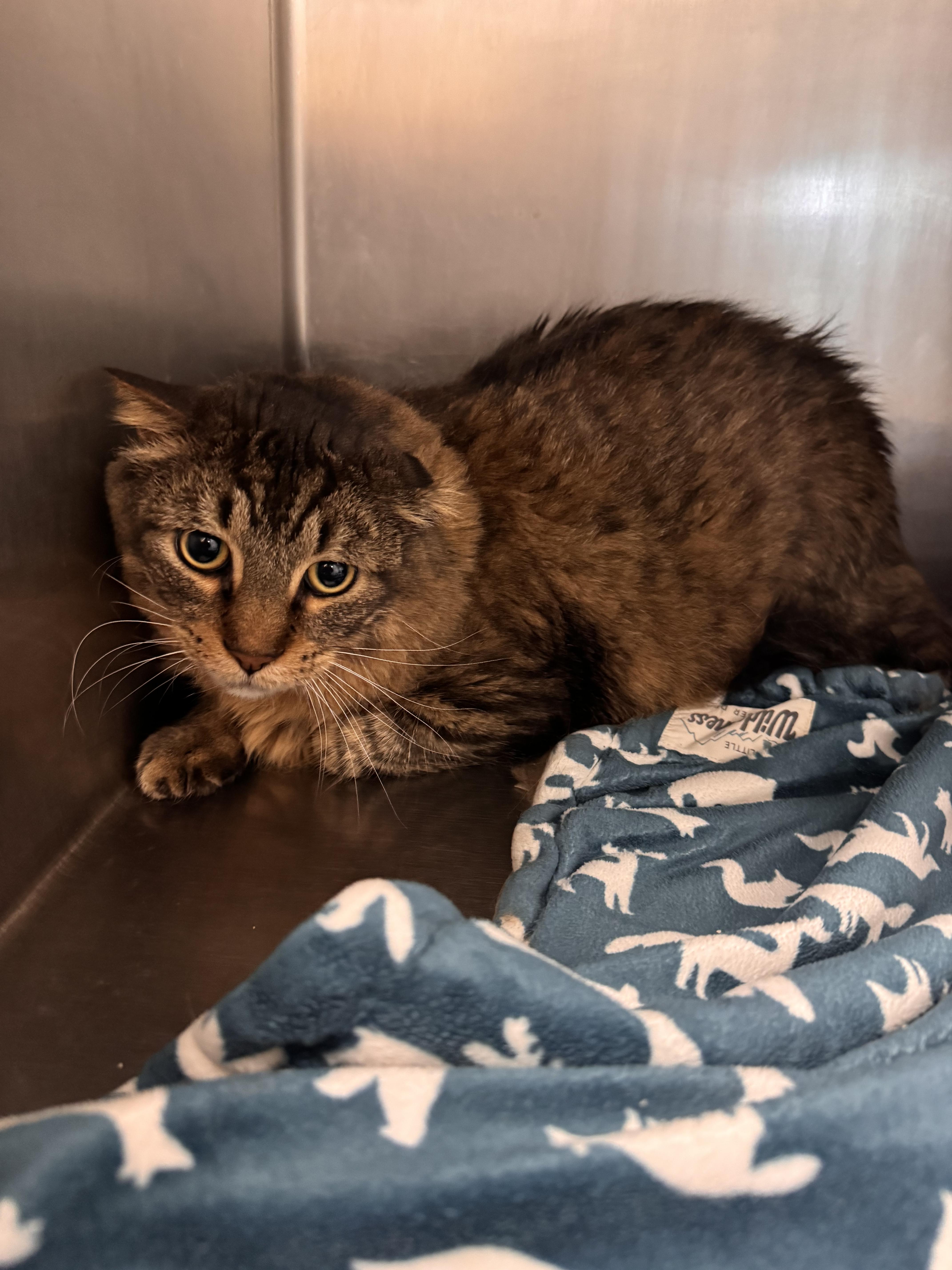 An adult large-sized male Domestic Long Hair cat named Percy for adoption in Yorkville, IL