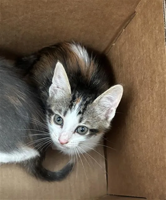 A baby medium-sized female Domestic Short Hair cat named Honey for adoption in Dallas, TX