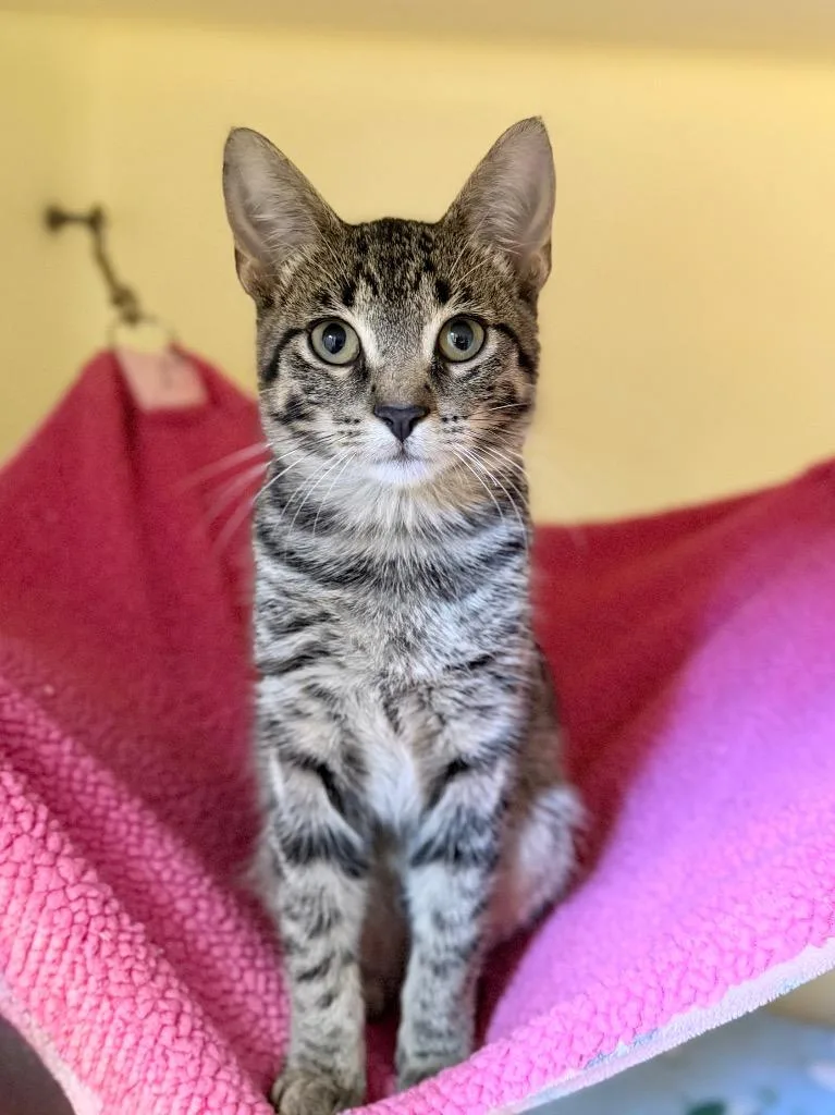 A baby medium-sized female Domestic Short Hair cat named Twinkle for adoption in Menomonie, WI