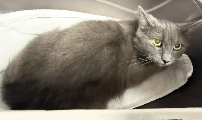 A young medium-sized female Gray / Blue / Silver Domestic Medium Hair cat named Madame Blue for adoption in Chandler, AZ