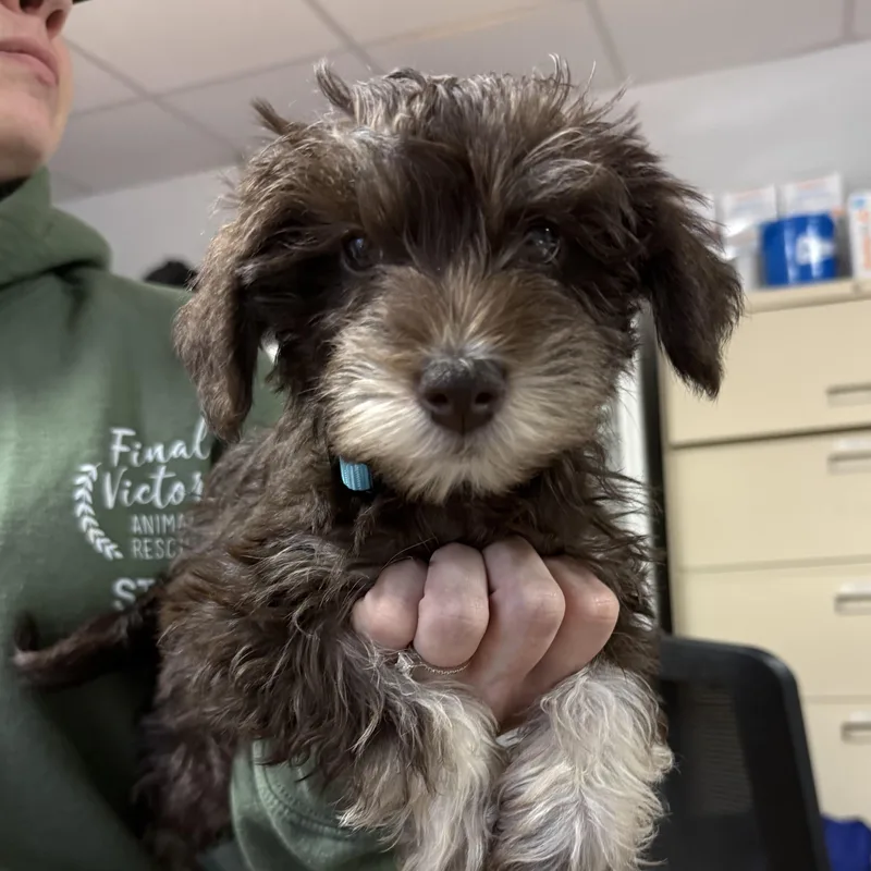 A baby small-sized male Brown / Chocolate Miniature Schnauzer dog named Digatron for adoption in Columbia, SC