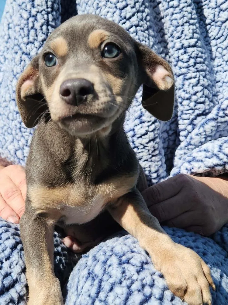 Schroeder thumbnail 2