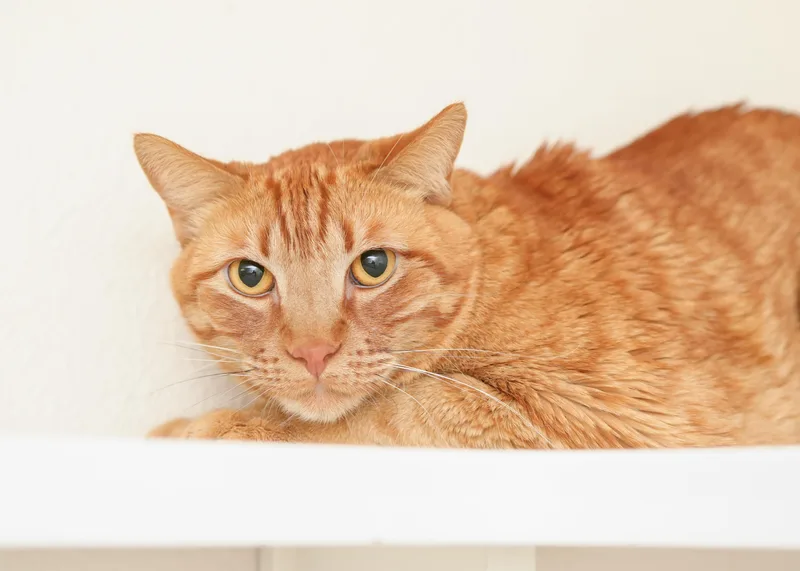 An adult medium-sized male Orange / Red Domestic Short Hair cat named Leif for adoption in Boise, ID