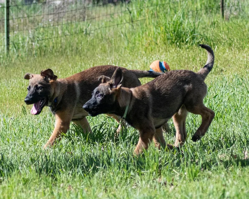 A baby large-sized female Tricolor (Brown, Black, & White) Belgian Shepherd / Malinois dog named Kodiak for adoption in Pleasant Hill, CA