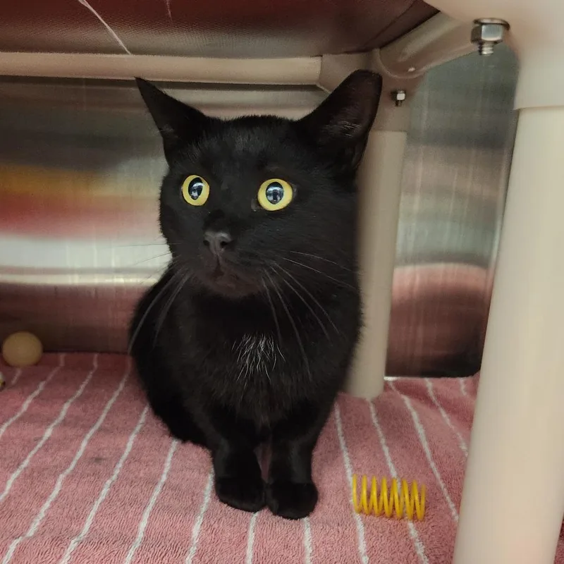 An adult medium-sized male Black Domestic Short Hair cat named Panther for adoption in Fort Wayne, IN