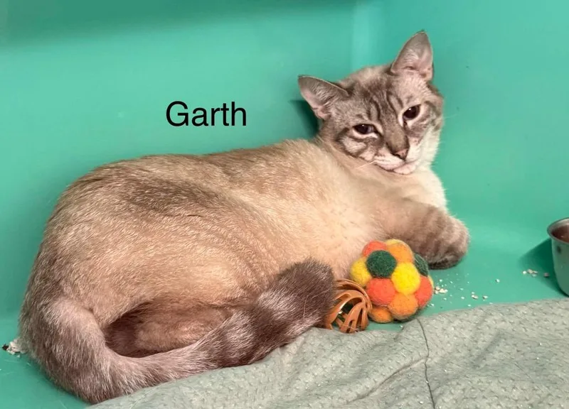 A young medium-sized male Domestic Short Hair cat named Garth for adoption in Plattsburgh, NY