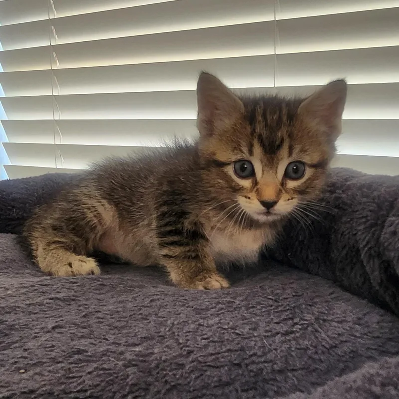 A baby medium-sized female Tabby (Brown / Chocolate) Domestic Short Hair cat named Caliente for adoption in Allen, TX