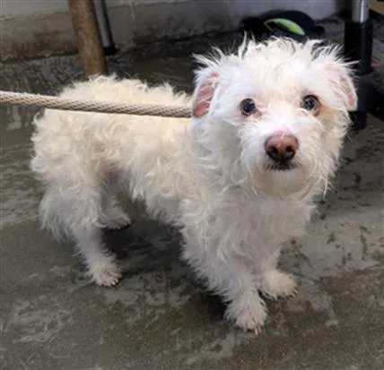 An adult small-sized male Maltese dog named Pablo for adoption in Camarillo, CA