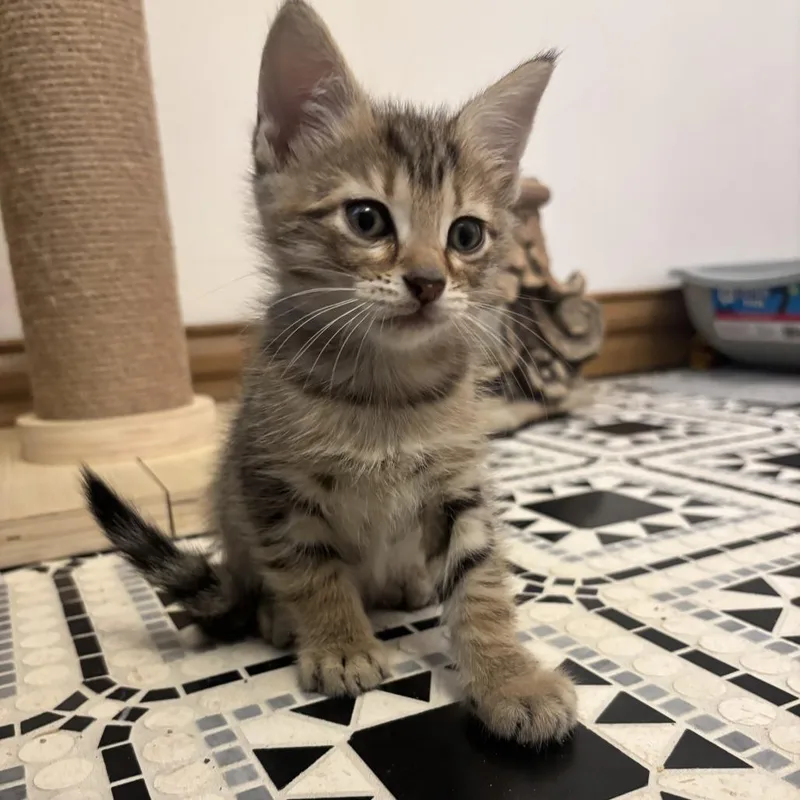 A baby small-sized male Gray / Blue / Silver Domestic Short Hair cat named Snackpack for adoption in Philadelphia, PA
