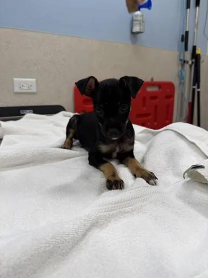 A baby small-sized male Terrier dog named Marcello for adoption in Honolulu, HI