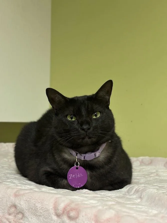 An adult medium-sized female Smoke Domestic Short Hair cat named Zelda for adoption in The Colony, TX